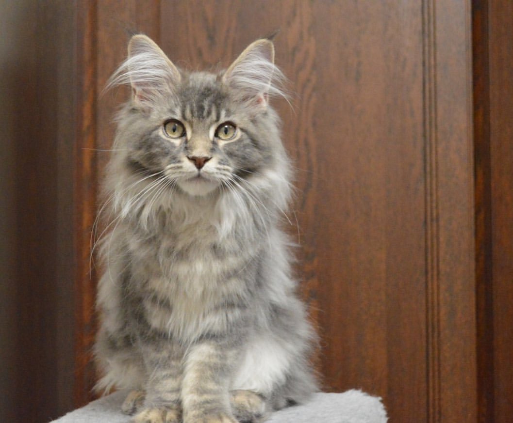 maine_coon_fengshui в LOOKY — фото 3