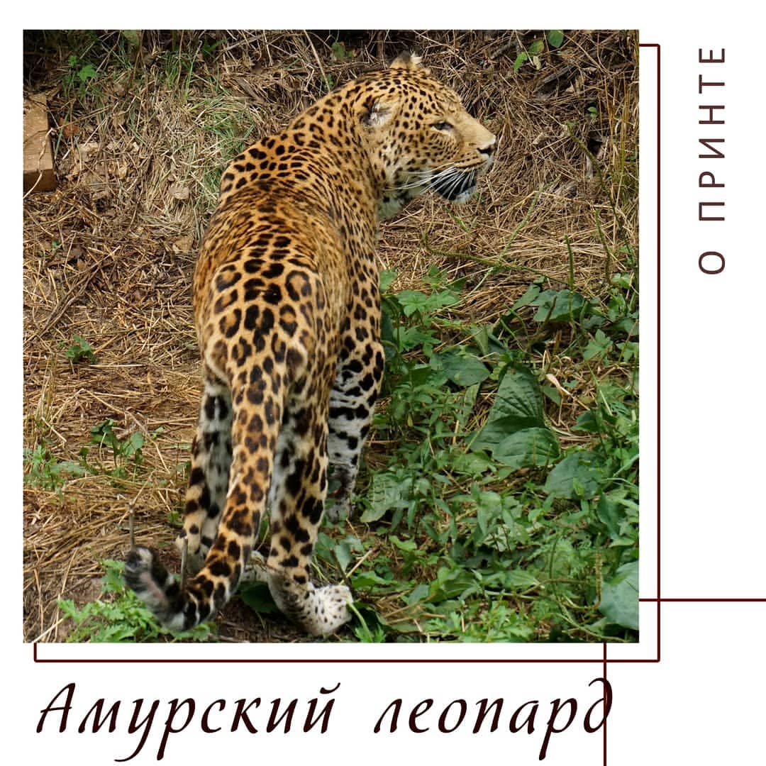 yug_for_you в LOOKY — Дальневосточный (амурский) леопард 🐆 — самая редкая большая