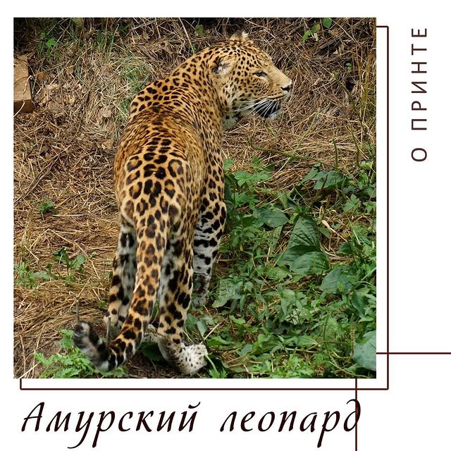 yug_for_you в LOOKY. . Дальневосточный (аму...