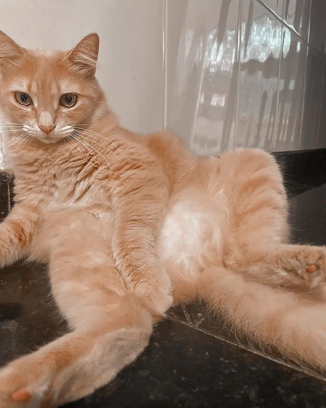 ⸸𝓛𝓸𝓻𝔂 ⸸ в LOOKY. . Ravena 🐱