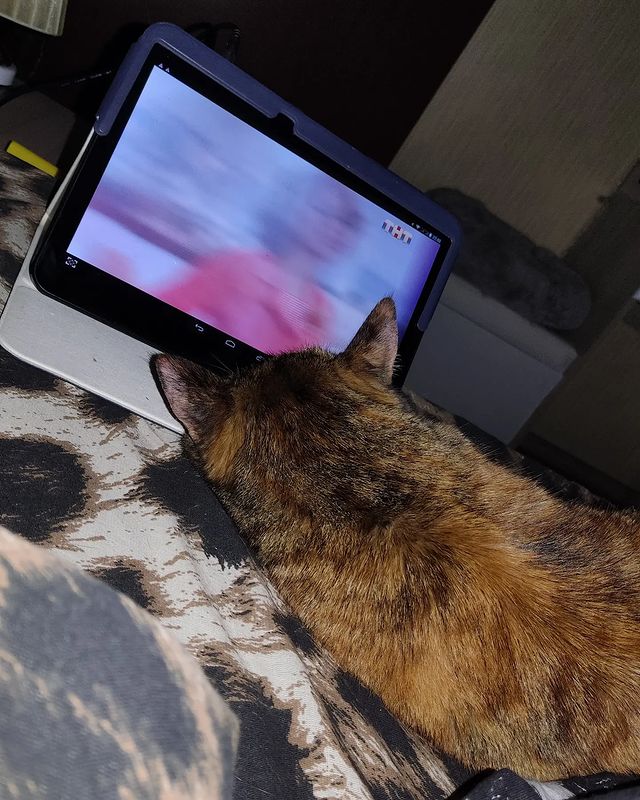 nataha_ivina в LOOKY. . Смотрим тнт❤️🐱