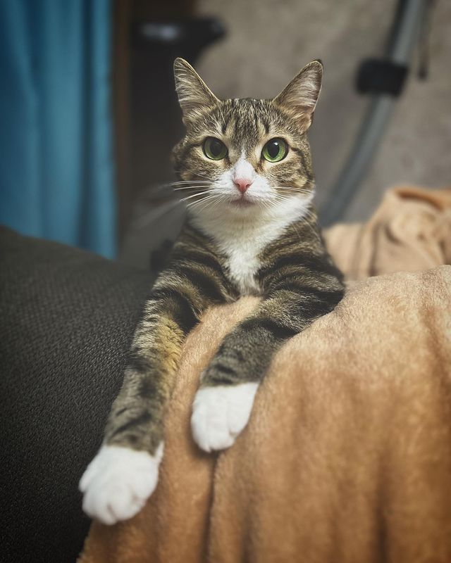 zenechkakalinovskaya в LOOKY. . Серьезная киса😾