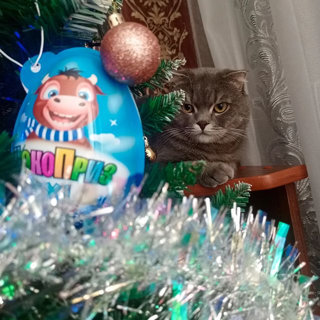 garkavenko_n в LOOKY. #котейка. В ожидании Нового Го...