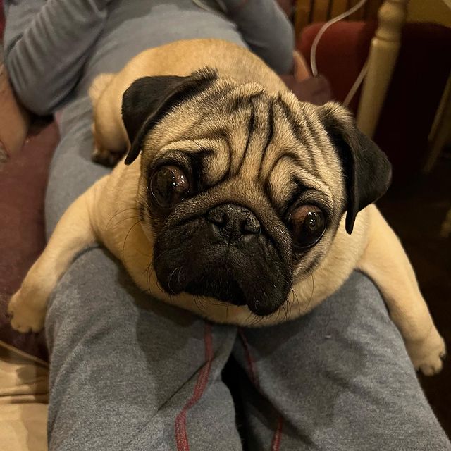 alethepug в LOOKY. . Камушки есть?А если ...
