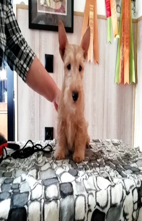 scotti.ru_lav в LOOKY. . С днём рождения люби...