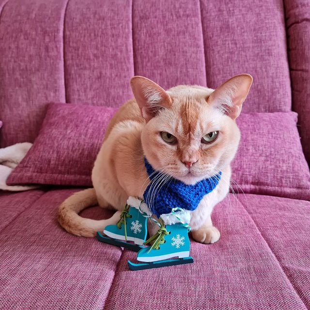 keks.tanya в LOOKY. #каток_у_котямбика,#днюхаутайка,#ханука_у_смокки,#keksburma#gatti#gattirossi#burmesecat#burmesered#catslovers#catsofinstagram#котблогер#кексбурма#бурманскаякошка#кот#любимыйкот#инстакот#краснаябурма#рыжийкот#. У меня новогодние ко...