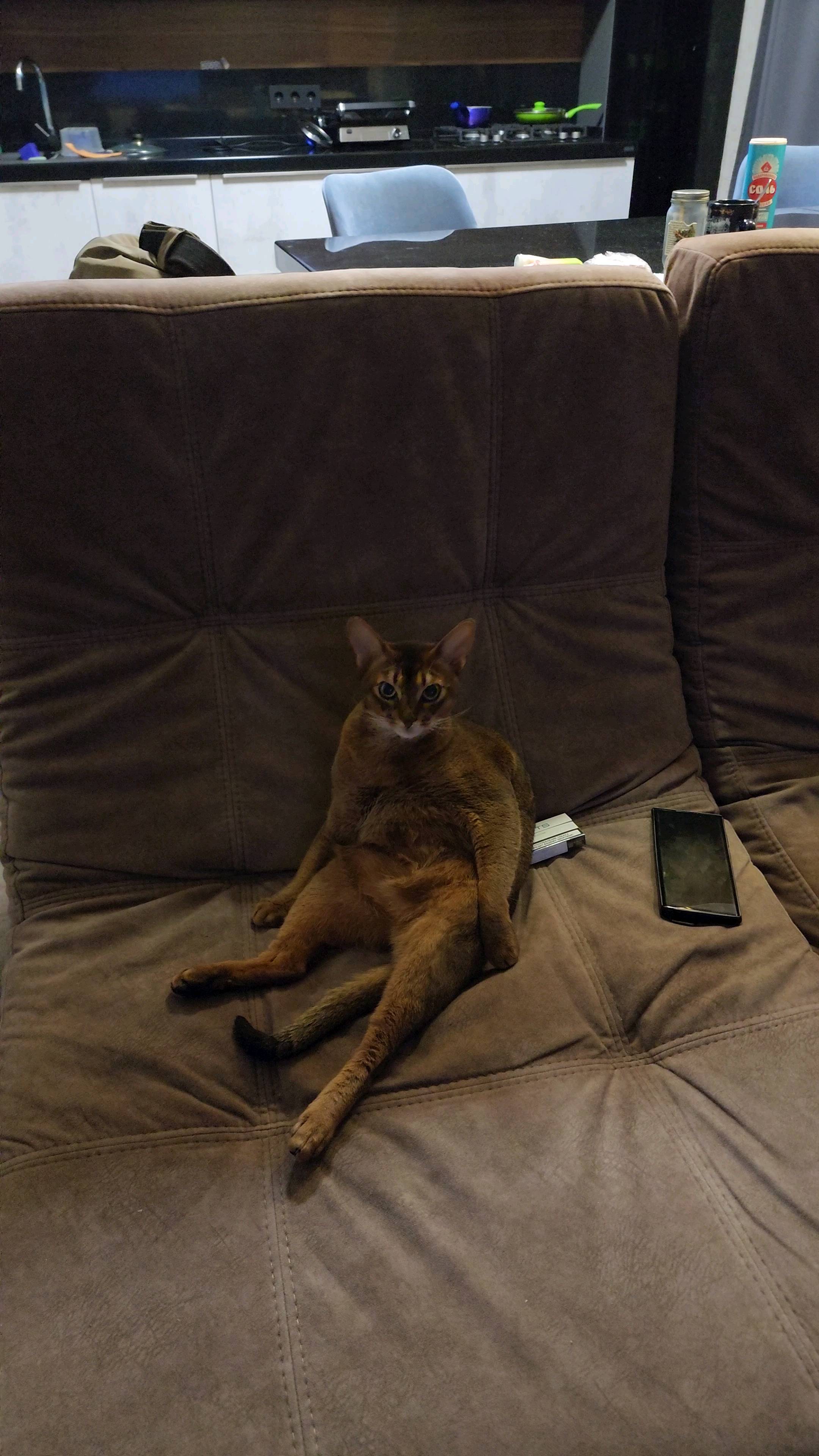 murmansvet в LOOKY. #абиссинскаякошка,#котики. #абиссинскаякошка 
#...
