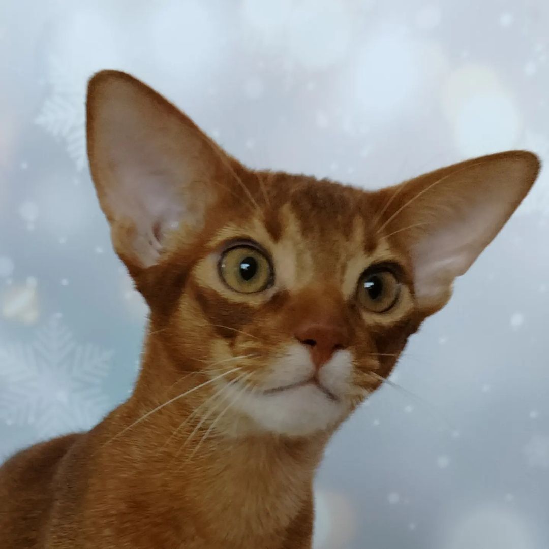 abyssiniancats_dreamariz в LOOKY — фото 2
