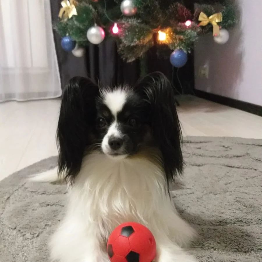 🎄Новогодний привет от Ксюши🐶🦋 ( Шер Престиж Окси) день рождения 16 марта 2021 г. ❤  Очень красивая и умная девочка выросла 🐶🦋❤ 🥰 Спасибо владелице Наталье за заботу 💞
#папийон 
#папийонмосква 
#папильон 
#любимаясобака 
#самыекрасивыесобаки 
#континентальныйтойспаниель