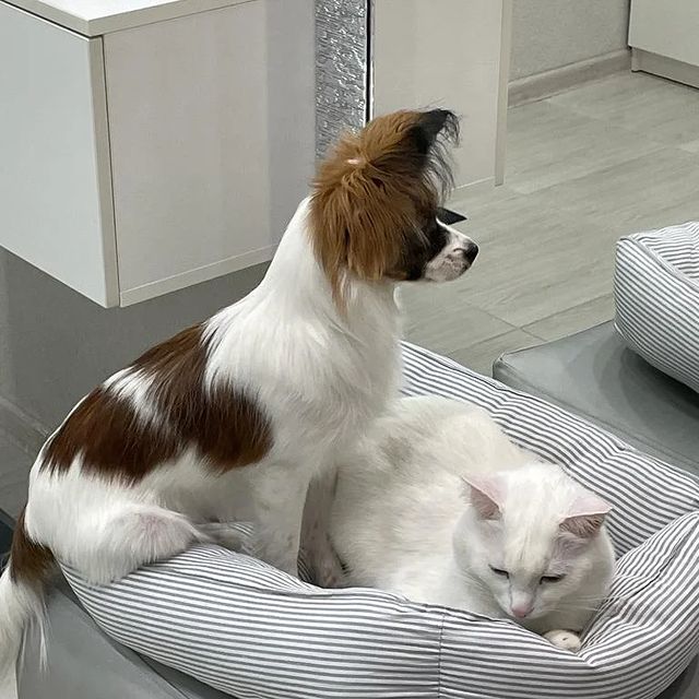 love_my_papillon в LOOKY. #папильон,#папийоныроссия,#собакабабочка🦋,#моялюбимаясобака,#папийон. Наша ❤Свити 🐶🦋❤ШЕР...
