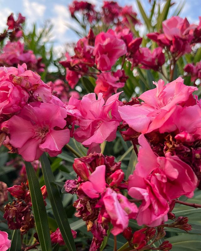 veremyovanneta в LOOKY. . 🌺