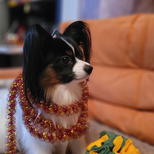 love_my_papillon в LOOKY. . Новогодний привет от...