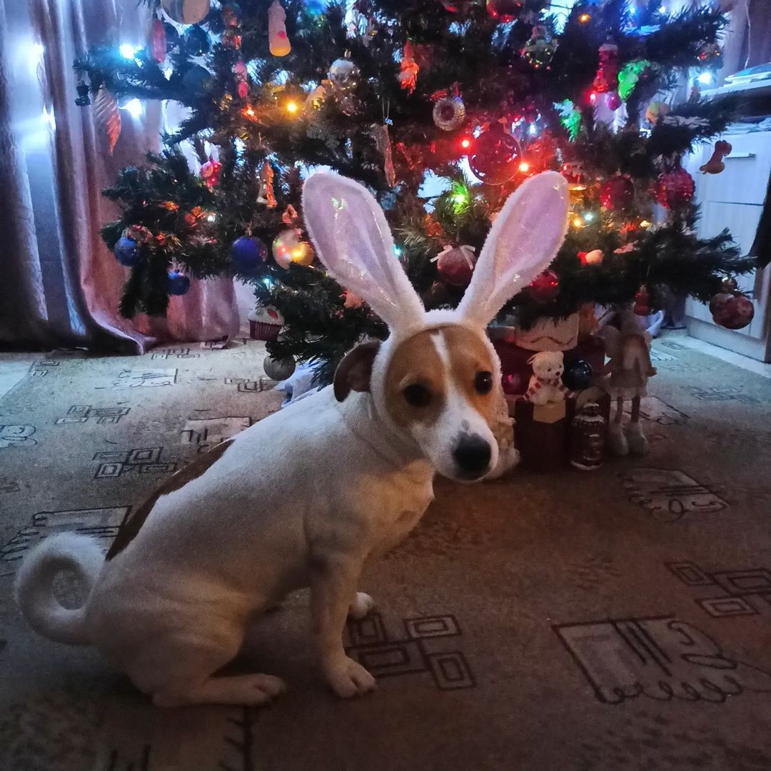 Зайка готова к встрече Нового года🤗. А где подарки? 

#джекионитакие🐕 #джекрасселтерьер