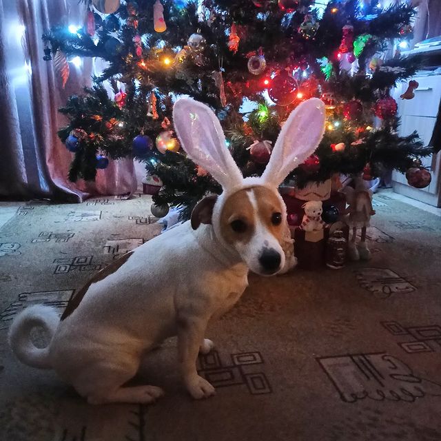 jessi_e_jackrussell в LOOKY. #джекионитакие🐕,#джекрасселтерьер. Зайка готова к встре...