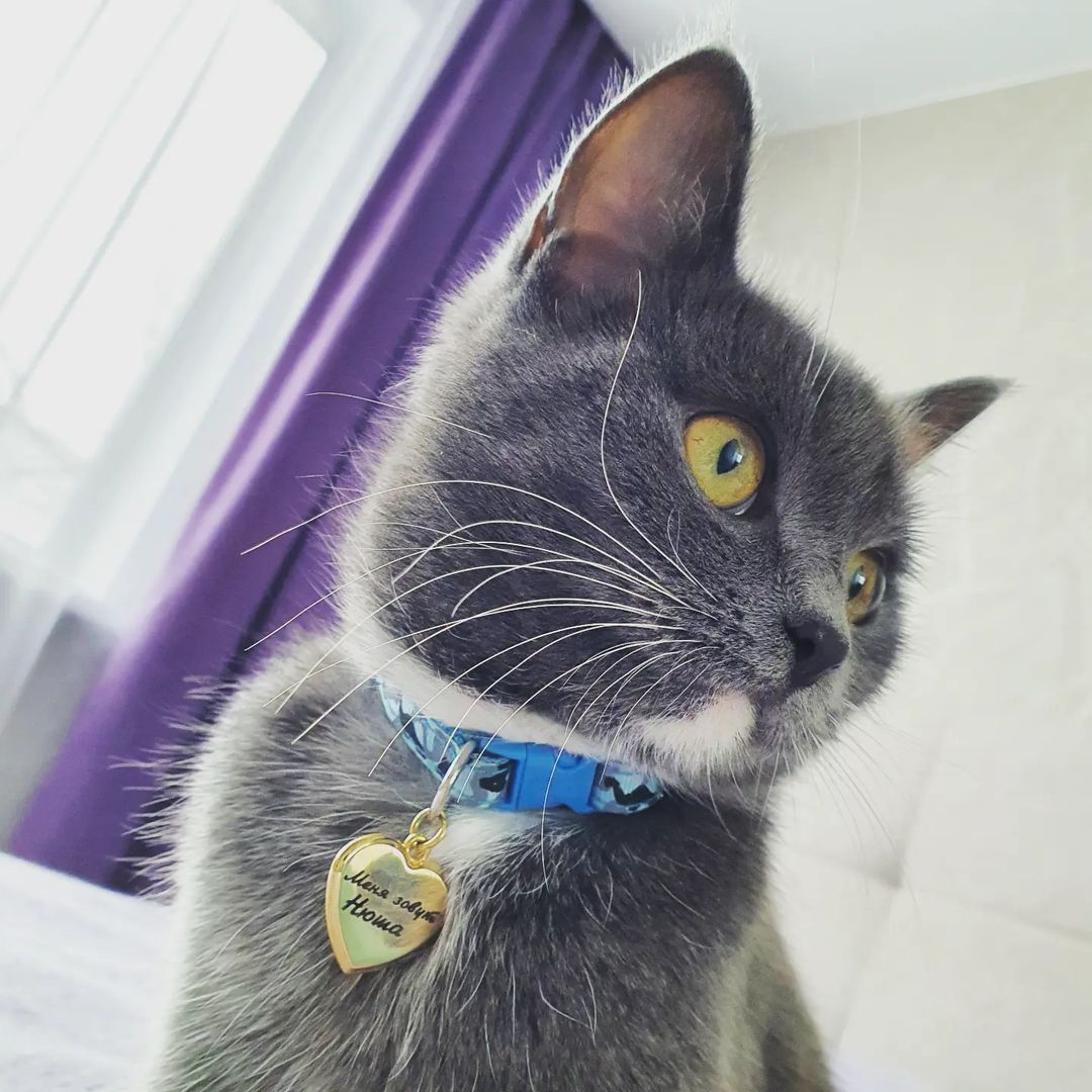 fototsentrpremer в LOOKY — Адресник для вашего четвероногого друга🐶🐱лазерная гравиров