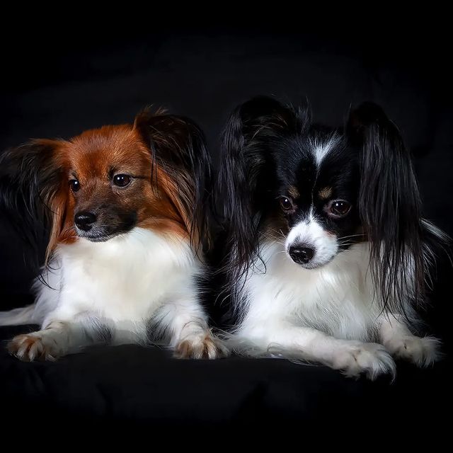 love_my_papillon в LOOKY. #папийон,#папильон,#собакабабочкапапийон🦋,#собакакомпаньон,#континентальныйтойспаниэль,#континентальныйтойспаниель,#любимыесобаки. Девочки мои 🐕🐕♥️❤️...