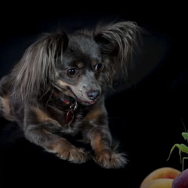 love_my_papillon в LOOKY. #русскийтой,#маленькиесобачки. Манечка 🐕❤️💞 8,5 л...