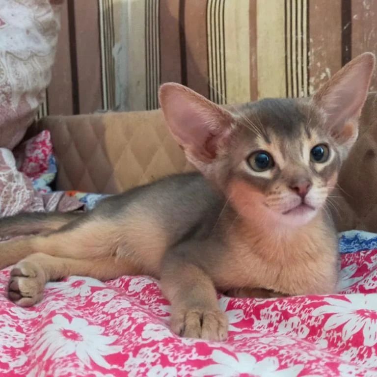 abyssinian_wildaby в LOOKY — фото 2