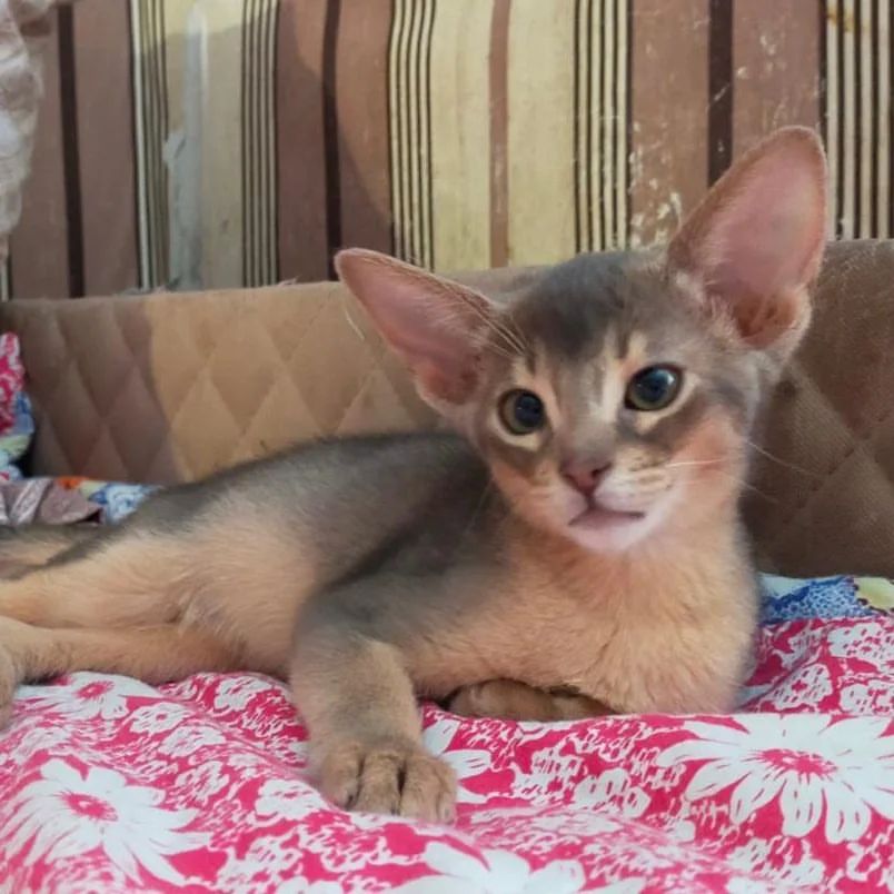abyssinian_wildaby в LOOKY — фото 3