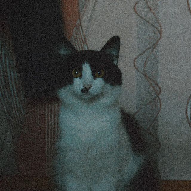 ne_prostoy_harakter.02 в LOOKY. #cat,#catsofinstagram,#catstagram,#pet,#2022. Просто 🅲🅰🆃. 

#ca...