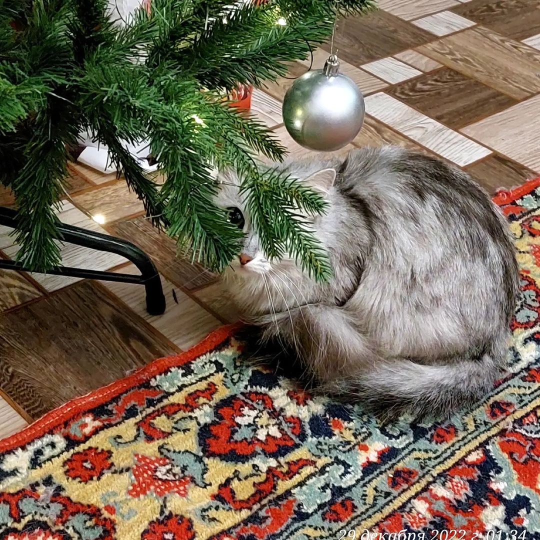 ma_ry_s_t_e_p в LOOKY — #нашамаша
