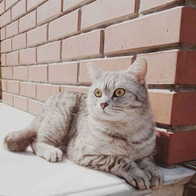 goodbye_lucky в LOOKY. #україна,#ukraine,#украина,#київ,#українаєдина,#українапонадусе,#киев,#украіна,#українасьогодні,#kiev. They say that a cat ...