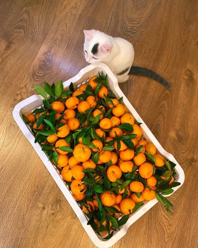 family__its_just_us в LOOKY. . Ждем 2023 🍊