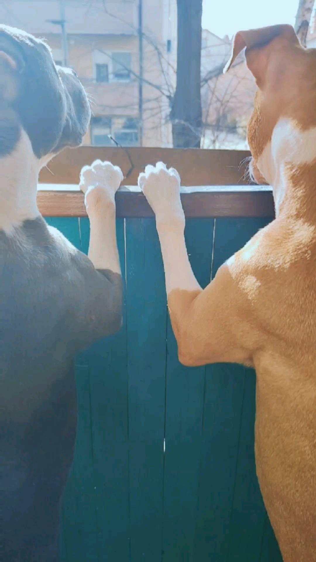 mighty.trio в LOOKY. #rescuedog,#dogsofbelgrade,#beograd,#kucniljubimci. Watching the hood fo...
