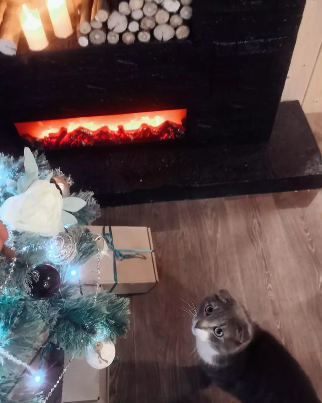 funtick_kot в LOOKY. #новыйгод2023,#кот,#лайк,#котик,#котя,#cat,#cats_of_world,#cat_features,#catloversclub,#instagram,#instacat. Друзья мои, всех поз...