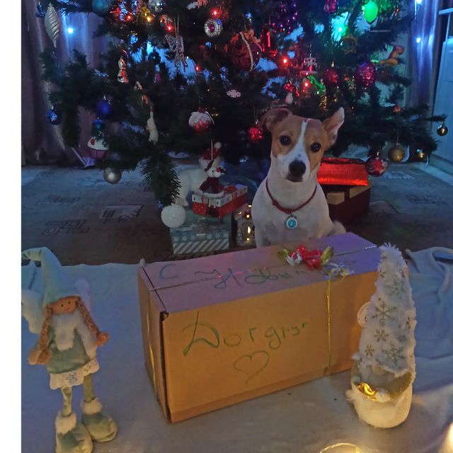jessi_e_jackrussell в LOOKY. #джекионитакие🐕,#джекрасселтерьер,#дрт🐶,#дрт_инстаграм. А вот и подарочек по...