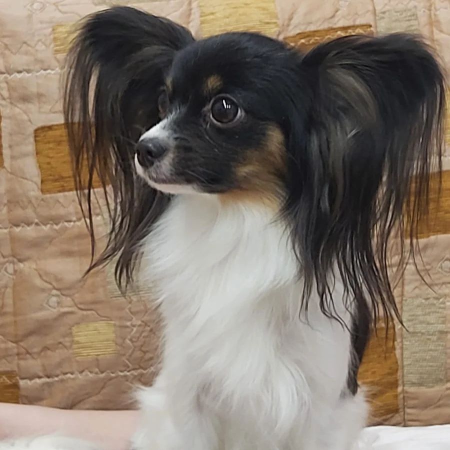 love_my_papillon в LOOKY — фото 2