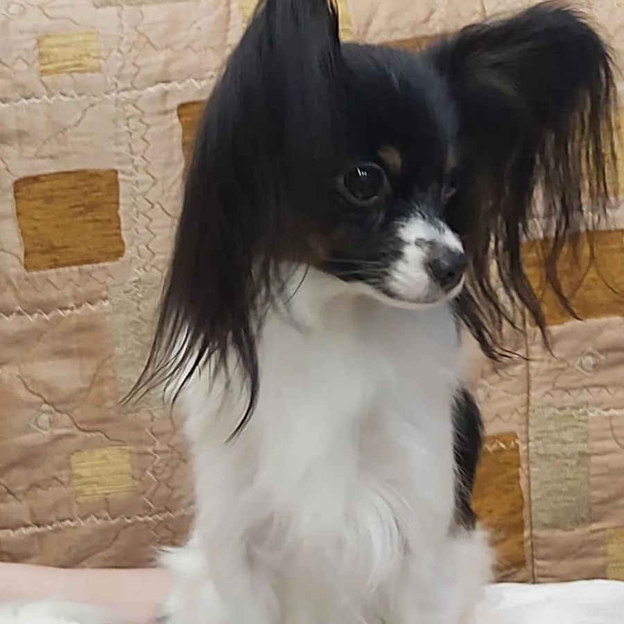 love_my_papillon в LOOKY — фото 4