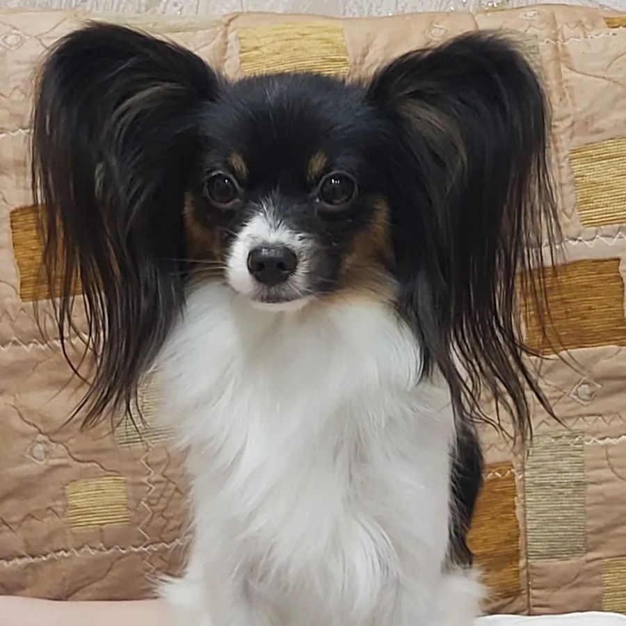 love_my_papillon в LOOKY — фото 3