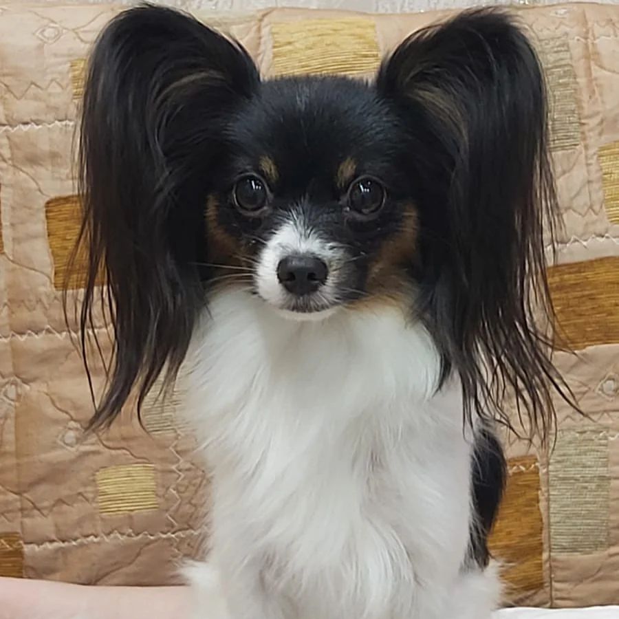 Асенька 🐶🦋🥰 , дочка Зайки ❤и Деника💙 очень нежная красавица🥰🥰🥰 поздравляет всех с новым годом 🎉🎁🎊🎉🎁🎊🎄🎄🎄
#папильон 
#папийон
#папийонмосква 
#папийоныроссия 
#собакабабочка🦋 
#собакабабочкапапильон 
#самыекрасивыесобаки