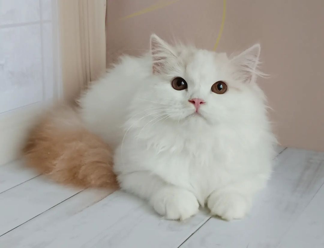 volgadawns_cattery в LOOKY — male SFL71 d0221
 Кот хайленд-страйт,красный табби арлекин. 