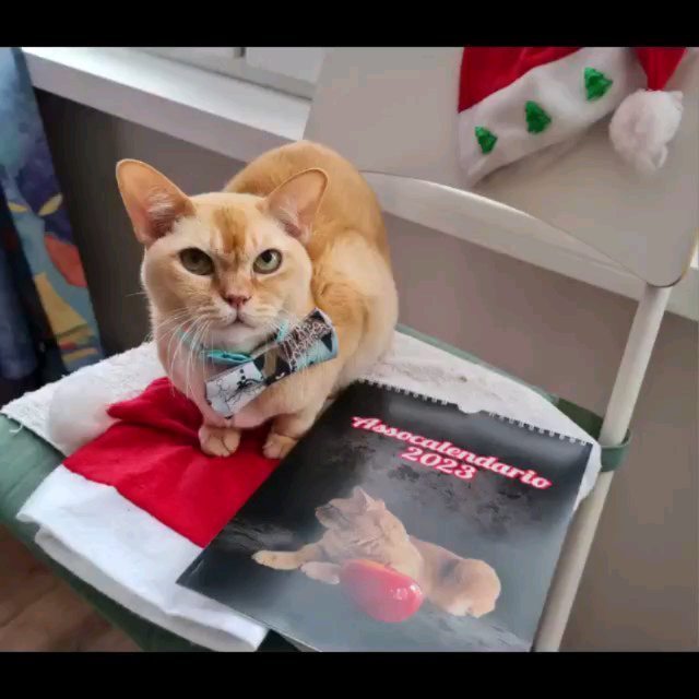 keks.tanya в LOOKY. #assocalendario,#assocalendario,#assocalendario#annonuovo#gatti#gattirossi#catsofinstagram#catslovers#новыйгод#кексбурма#котблогер#новогодниеподарки#краснаябурма#бурманскаякошка#любимыйкот#рыжийкот#burmesered#keksburma#санктпетербург#. С Новым Годом всех, ...