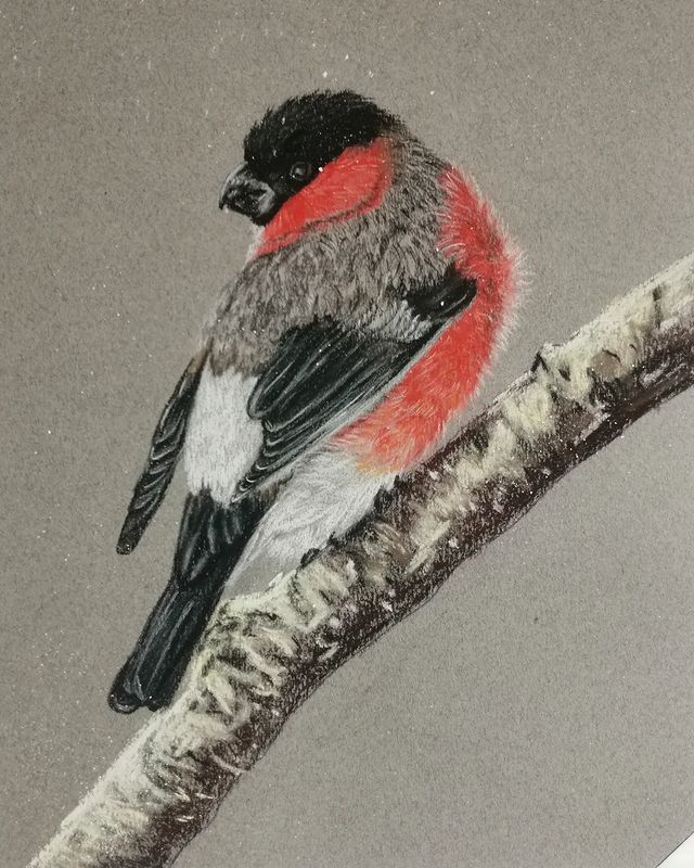 slastina_art в LOOKY. #пастель,#бумагадляпастели#рисунокпастелью,#снегирь,#птица,#stabilo,#Dervent,#kohinoor,#pastelart,#canson,#softpastel,#pastelart. Сегодня в дружной ко...
