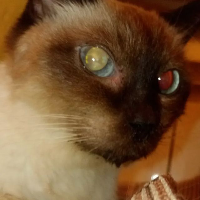 elenka239012 в LOOKY. #2023#любимаякошка🐱. Сонечка хоть и более...
