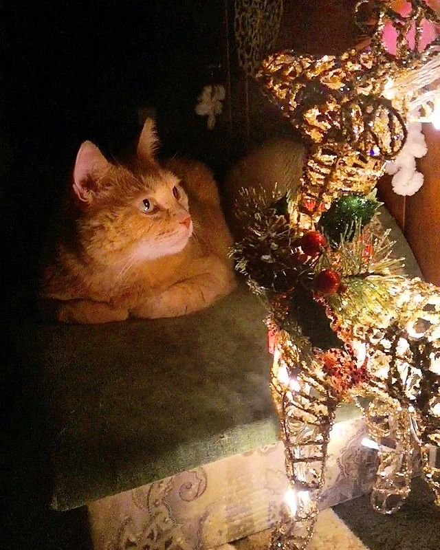 cat__redcat в LOOKY. . 🎄 В ожидании чуда �...