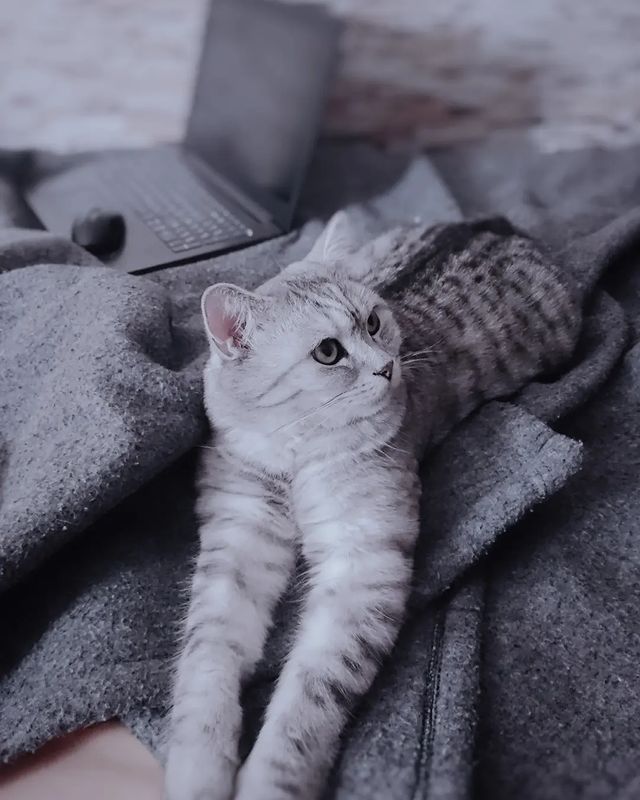 goodbye_lucky в LOOKY. . Його звати Томас!

М...