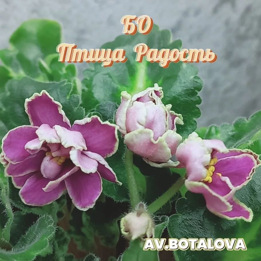 b4v__beautifully в LOOKY — #сортовые
#фиалки
#сенполии
#узамбарская
#цветы
#флора