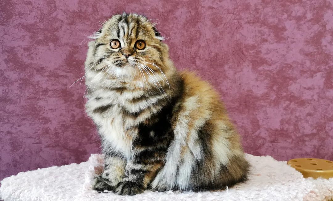 Вислоухие шотландские котята в LOOKY — фото 4