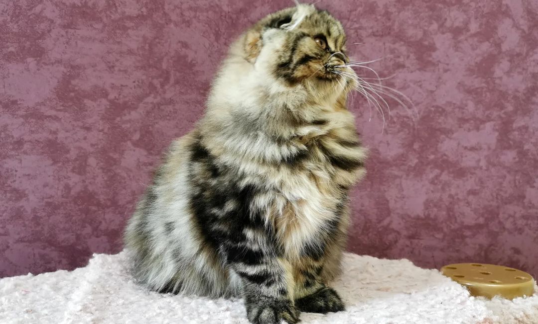 Вислоухие шотландские котята в LOOKY — фото 5