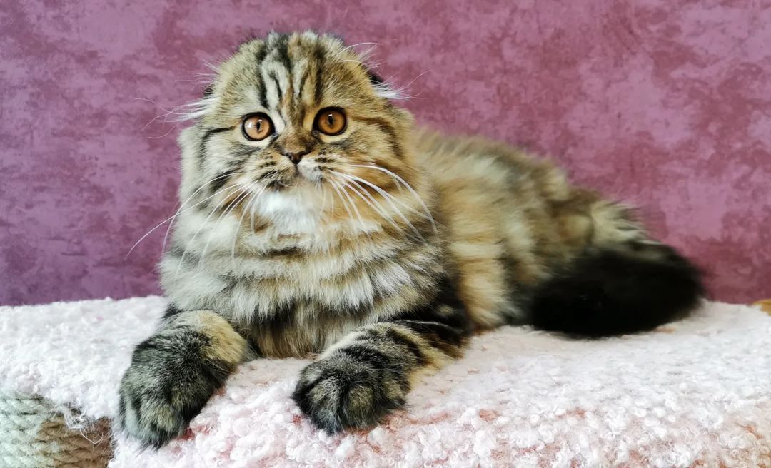 Вислоухие шотландские котята в LOOKY — фото 6