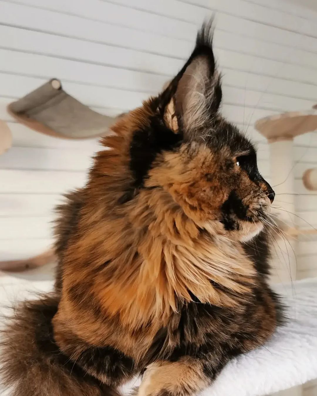 excellentlinemainecoons в LOOKY — фото 2