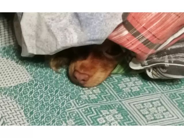 kennel_zvezda_moya в LOOKY. #русскийтой,#моилюбимки. Тойский Новый Год 😄...