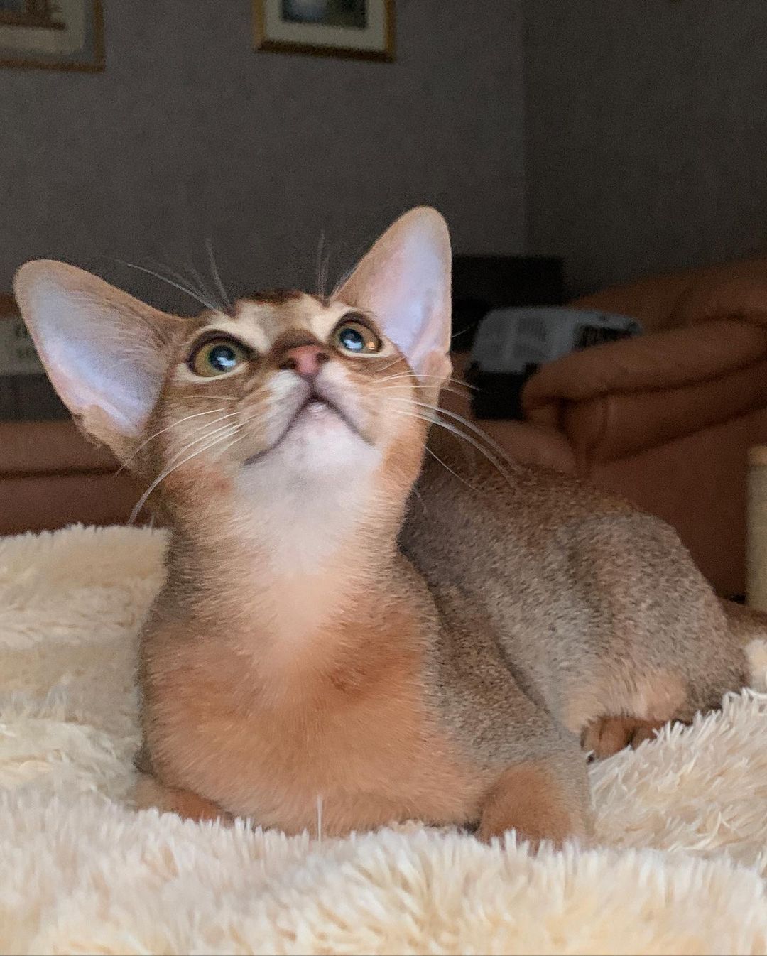 leo_minor_aby_cattery_cfa в LOOKY — фото 4
