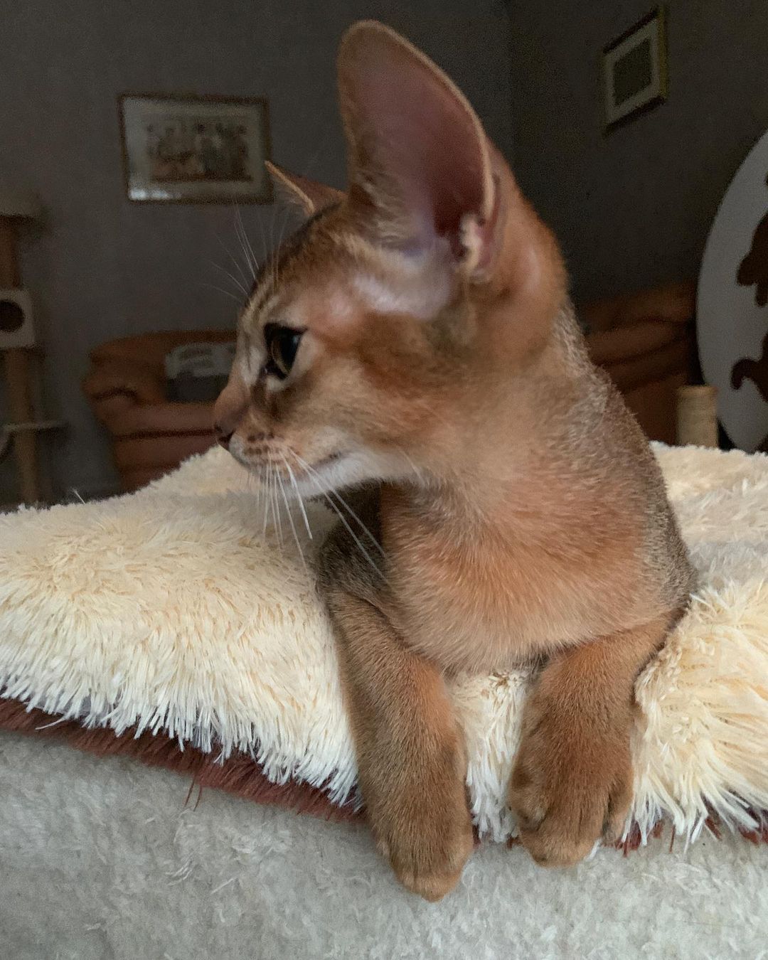 leo_minor_aby_cattery_cfa в LOOKY — фото 2