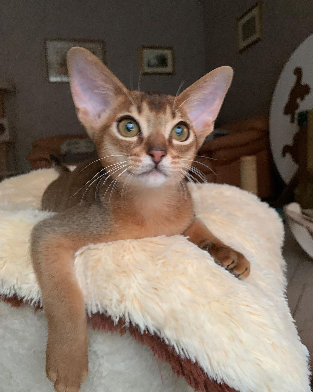 leo_minor_aby_cattery_cfa в LOOKY — фото 3