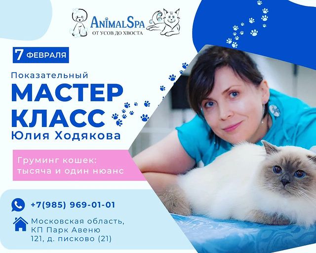 mycatgrooming в LOOKY. #кошачийгрумер,#грумингкошек,#грумингкошекмосква,#обучениегрумингукошек. И снова меня приглаш...